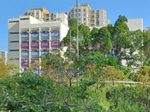 仁爱堂刘皇发夫人小学-学校照片